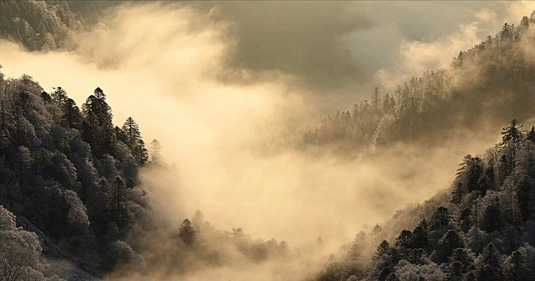 Image from the movie “Whispers in the Woods” from Vincent Munier (2025)